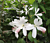 Hawaiian White Hibiscus (Hibiscus arnottianus)