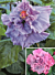 Hibiscus ‘Bayou Rose’ (Hibiscus rosa- sinensis hybrid)