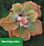 Hibiscus ‘Chartreuse Rose’ (Hibiscus rosa-sinensis)