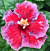 Hibiscus ‘Cherry Blue’ (Hibiscus rosa-sinensis hybrid)