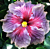 Hibiscus ‘Delta Dawn’ (Hibiscus rosa- sinensis hybrid)