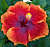Hibiscus ‘Imperial Dragon’ (Hibiscus rosa-sinensis hybrid)