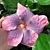 Hibiscus ‘Indigo Sunset’ (Hibiscus rosa-sinensis hybrid)