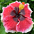 Hibiscus ‘Lana’s Paradise’ (Hibiscus rosa-sinensis hybrid)