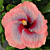 Hibiscus ‘Liam’s Rainbow’ (Hibiscus rosa-sinensis hybrid)