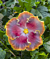 Hibiscus ‘Night Runner’ (Hibiscus rosa-sinensis hybrid)