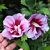Hardy Hibiscus Purple Pillar® (Hibiscus syriacus)