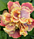 Hibiscus ‘Queen of Dreams’ (Hibiscus rosa-sinensis hybrid)