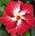 Hibiscus Tahitian ‘Christmas Angel’