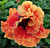 Hibiscus Tahitian ‘Spotted Sun’ (Hibiscus rosa-sinensis hybrid)