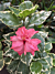 Variegated Pink Hibiscus (Hibiscus rosa sinensis hybrid) 