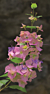 Purple Chinese Hat Plant (Holmskioidia tettensis)