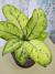 Homalomena ‘Selby’ (Homalomena hybrid)