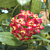 Red Wax Plant (Hoya affinis)