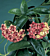 Wax Plant (Hoya archboldiana)