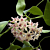 Fuzzy-Flowered Hoya (Hoya boutii)