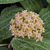 Hoya fitchii (Hoya species)