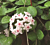 Hoya cv ‘Mathilde’ (Hoya carnosa x serpens)
