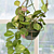 Variegated Hoya obovata ‘Splash’ (Hoya obovata variegata)