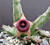Pointed Star Lifesaver Plant (Huernia procumbens)