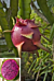 Dragon Fruit Plant ‘Edgar’s Baby’ (Hylocereus hybrid)