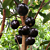 Jaboticaba Tree ‘Precoce’ (Plinia cauliflora hybrid)