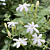 Indian Jui Jasmine (Jasminum molle) 