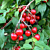 Bush Cherry Plant ‘Joel’ (Prunus japonica x Prunus jacquemontii)