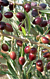 Olive ‘Koroneiki’ (Olea europaea)