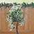 Winter Jasmine (Jasminum polyanthum)