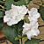 Lady of the Night (Brunfelsia gigantea)