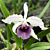 Lc Orchid CG Roebling ‘Beechview’ AM/AOS (Laelia x Cattleya hybrid)