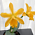 Lc Orchid Candy Corn ‘Star of Hermana’ (Laelia x Cattleya hybrid)