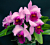 Lc Orchid Irene Finney ‘Springs Best’ AM/AOS (Laelia x Cattleya hybrid)
