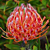 Leucospermum ‘Tango’ (Leucospermum hybrid)