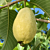 Egyptian Yellow Guava Plant (Psidium guajava hybrid)
