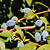 Yezberry® Bush Solo™ (Lonicera caerulea)