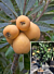 Loquat ‘Christmas’ (Eriobotrya japonica hybrid)