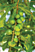 Macadamia Nut Tree (Macadamia integrifolia)