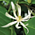 White Champaca (Magnolia x alba)