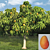 Mango Tree ‘Rosigold’ (Mangifera indica hybrid)