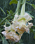 Angel’s Trumpet ‘Marshmallow Sunset’ (Brugmansia hybrid)