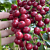 Coffee Plant ‘Mocha’ (Coffea arabica hybrid)