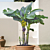 Banana Plant ‘Dwarf Lady Finger’ (Musa acuminata)