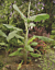 Banana Plant ‘Ice Cream’ (Musa acuminata ‘Blue Java’)