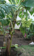 Banana Plant ‘Dwarf Iholena’ (Musa hybrid)
