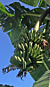 Banana ‘Lacatan’ (Musa hybrid)