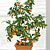 Kumquat Tree ‘Nagami’ (Fortunella margarita)