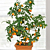 Kumquat Tree ‘Nagami’ (Fortunella margarita)