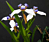 Walking Iris (Neomarica gracilis)